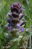 Bugle pyramidal