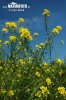 Bunias orientalis