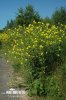 Bunias orientalis