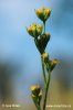 Bupleurum tenuissimum