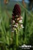 Burnt Orchid