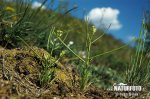 Bushy Wallflower