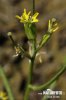 Bushy Wallflower