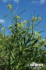 Bushy Wallflower