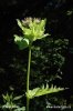 Cabbage Thistle