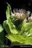 Cabbage Thistle