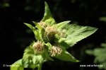 Cabbage Thistle