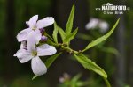 Cardamine à bulbilles - Dentaire bulbifère