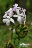 Cardamine à bulbilles - Dentaire bulbifère