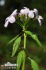 Cardamine à bulbilles - Dentaire bulbifère