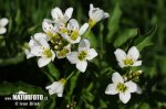 Cardamine amara