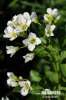 Cardamine amère