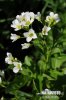 Cardamine amère