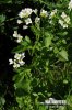 Cardamine amère