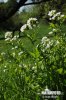 Cardamine amère