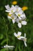 Cardamine des prés