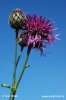 Centaurea scabiosa