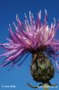 Centaurea stoebe