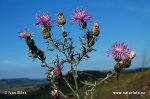 Centaurea stoebe