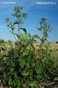 Chenopodium hybridum