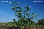 Cicuta aglina - Cicuta minore - Falso prezzemolo