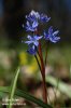 cilla bifolia L. subsp. vindobonensis Speta