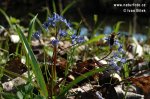 cilla bifolia L. subsp. vindobonensis Speta