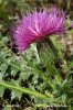 Cirsium acaule