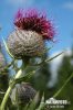 Cirsium eriophorum