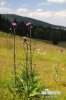 Cirsium heterophyllum