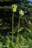 Cirsium oleraceum