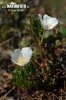 Cloudberry