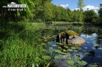 Coda di cavallo acquatica