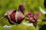 Comarum palustre