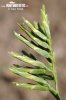Common Hardgrass