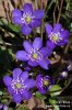 Common Hepatica