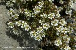 Common Scurvy Grass