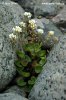 Common Scurvy Grass