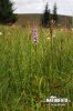 Common Spotted-orchid