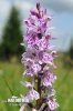 Common Spotted-orchid