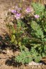 Common Stork's-bill