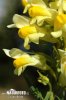 Common Toadflax