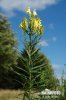 Common Toadflax