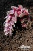 Common Toothwort