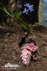 Common Toothwort