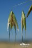 Common Wild Oat