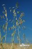 Common Wild Oat