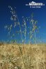 Common Wild Oat