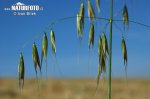 Common Wild Oat