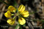 Coronilla vaginalis